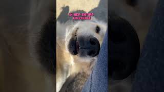 #goldenretrieverlife #goldenretrievers #funnydogvideos #goldenretrieversworld