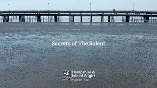 'Secrets of the Solent' with Hampshire and Isle of Wight Wildlife Trust