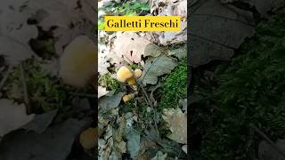 Funghi Galletti 2024 "Freschissimi di Nascita" 🍄‍🟫 #NaturaWild #FunghiGalletti2024 #Finferli