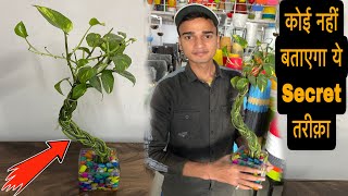 एैसे लगाए मनी प्लांट को मरने से कैसे बचाए ? How to save money plant from dying ?