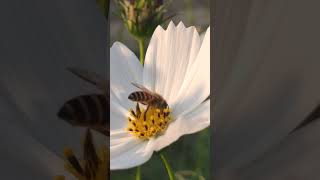 How a Bee Stinger Works #shorts