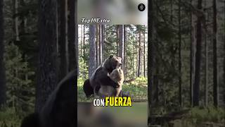 ¿Porque se pelean los Osos? 🐻