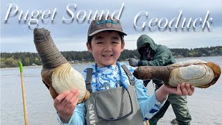 Digging Geoducks in Puget Sound in early spring: dig, clean and cook 04/11/24