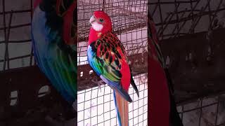 #birds #rosellaparrot #video #viralvideo #shortvideo