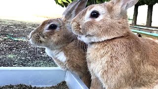 Rabbits terrified by birdsong