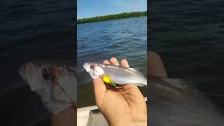 olha só o primeiro pescadinha branca