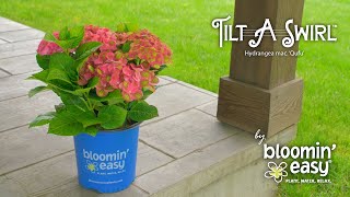 Meet Tilt-A-Swirl® Hydrangea