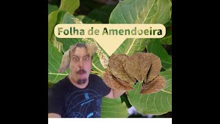 Amendoeira em aquário (EP.06)