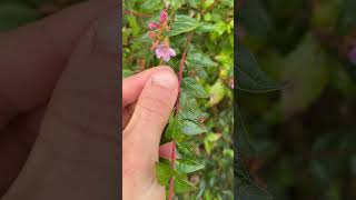 Abelia sp : comment le reconnaître ?