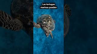 TORTUGAS MARINAS EN PELIGRO DE EXTINCIÓN #tortuga #animales #shorts