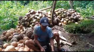 NAGBIAK NG NIYOG | BUHAY PROBINSYA