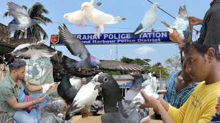 Varities of Indian high flying pigeons sold in Magrahat at cheap price #pigeonmarket #pigeonforsale