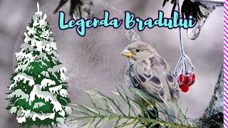 Legenda Bradului - de ce nu-si pierde  bradul frunza....audio