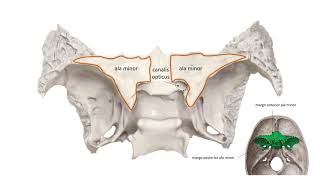 Клиновидная кость, череп, крыловидные отростки