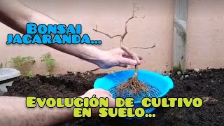 BONSAI JACARANDA EN COLADOR  🌞CULTIVO EN SUELO 🍃  EVOLUCIÓN JUNIO 2021☘☘☘