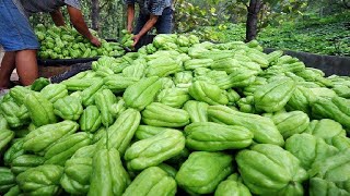 Amazing Agriculture Technology | Chayote Cultivation | Chayote Farming and Harvesting