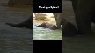 Do baby Elephants enjoy pool time? You decide 🤔