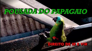 POUSADA DO PAPAGAIO!  A LIBERDADE E A CANTORIA DESSE LINDO PÁSSARO NOS ENCANTA!