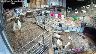 Woolly Ranch Nursery and Delivery Room