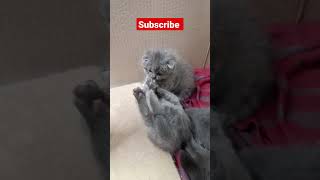 Cute kittens videos #shorts #babycat #catvideos #bestvideos