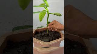 Creation Ideas, Jackfruit Grafting in Aloe Vera Natural   Much fruit