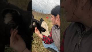 Feeding time! I love my visits with my girl Pepper! #shorts #calf #ranch #farm #saskatchewan