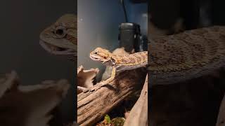 Dragon vs. Crickets #pets #reptiles #reptilelover #beardeddragon #lizard #dragon