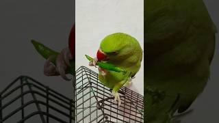 #parrot#chilli#birds #tota#mithu#talkingbird#cute #parrotspeak#parrotshorts #shortsfeed#video#shorts