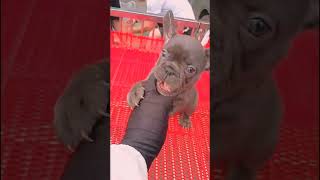 Play with black puppies 🐶 #dog #dogs #doglover #puppy #puppies #pets #pet #cutedog #shorts​