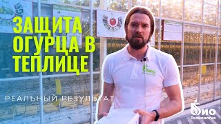 Результаты защиты огурца в условиях светокультуры на Агрокомплексе "Иванисово"