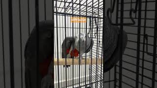 كاسكو افريقي #youtubeshorts #shortvideo #ببغاء #animals #birds #ببغاء_كاسكو #casco_parrot #كاسكو