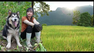 Harvest rice and harvest taro to sell. Peaceful life