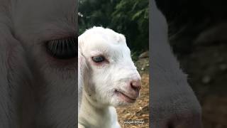 Anak Kambing Lucu II Suara Anak Kambing Lucu  II Anak Kambing #shorts #viral #kambinglucu