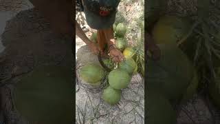 young coconut pruning