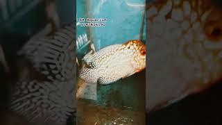 F2 KAMFA #trending#shortvideo#pet#fishingvideo#aquarium#aquariumfish#clearance#batlagundu