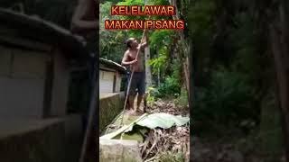 KELELAWAR MAKAN PISANG #shorts  #short  #vidioshort