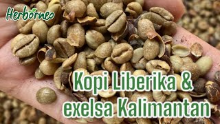 Kopi liberika Dan exelsa Kalimantan