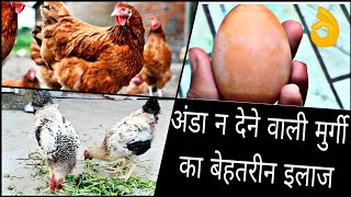 Anda na dene wali murgi ka behtreen ilaj👌/मुर्गी अंडा क्यू नही देती🤔/फार्मिंगby @RKpigeonplanet