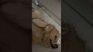 Así duerme Leo#goldenretriever #cute#funny #dog #doglover #perros #tiktok #trending#viral#reels #fyp