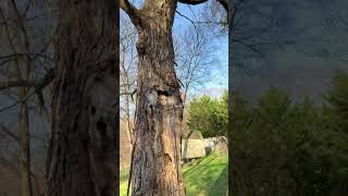 Diseased content #youtubeshorts #awesome #tree