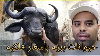 حيوانات بريه محنطه بحجمها الطبيعي مذهله