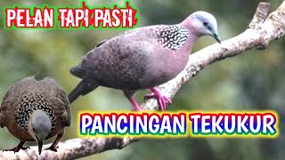 🔥Langsung Nyaut dan datang  !! SUARA PANCINGAN BURUNG TEKUKUR