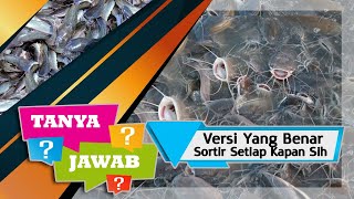 TUJUAN SORTIR LELE SEMINGGU SEKALI, HARUS PAHAM YA, Bukan Soal Buang Air Kolam Dan Ngacak2 IKAN Aja