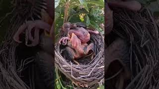 Chick Tries to Eat Sibling's Leg – Shocking Bird Behavior