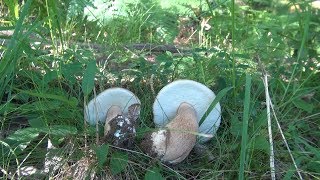 Funghi di fine Giugno... ma come e quanti saranno?