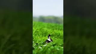 Lesser Florican