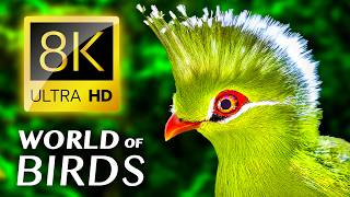 The Colorful World of Birds 8K VIDEO ULTRA HD / #8K #ANIMALS