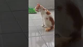 Kucing lagi nyantai di Rest Area Masjid Quatul Muslimin #1