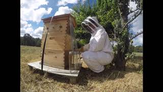 Flow hive extraction (time lapse)