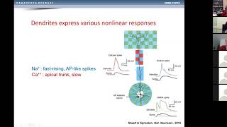 Illuminating dendritic function using computational modeling